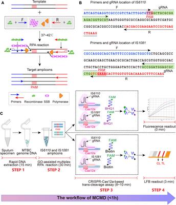 Frontiers | Development And Preliminary Assessment Of A CRISPR–Cas12a ...